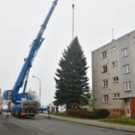 Vánoční strom 2024 - kácení