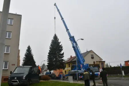 Vánoční strom 2024 - kácení