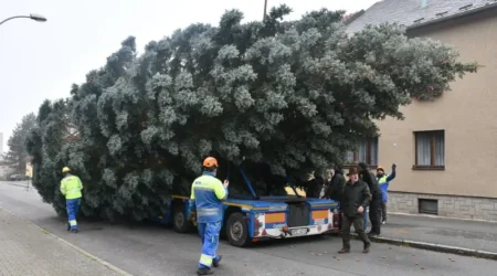 Vánoční strom 2024 - kácení