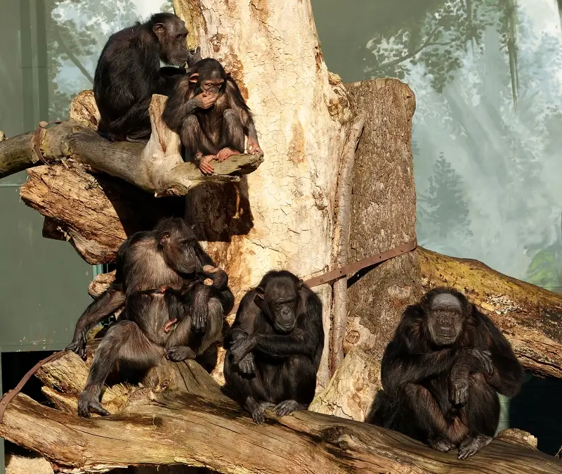 Tlupa plzeňských šímpanzů