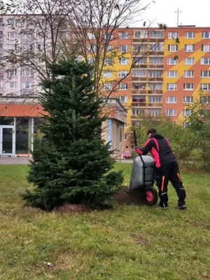 Vánoční stromky na sídlištích