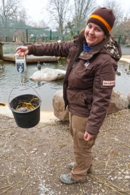 Tučnák Humboldtův