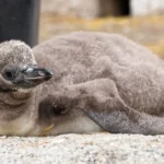 Tučnák Humboldtův