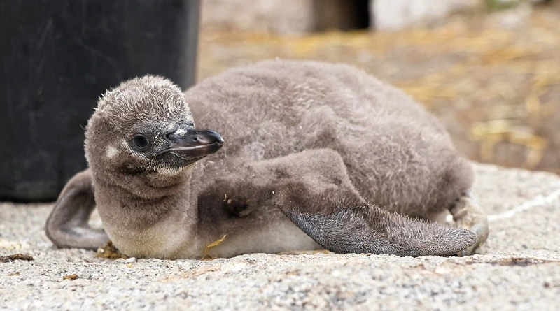 Tučnák Humboldtův