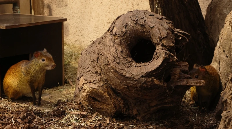 Aguti černohřbetý