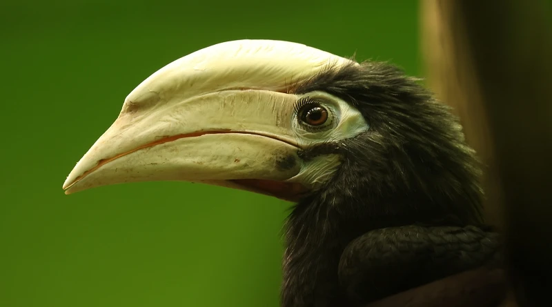 Zoborožec běloocasý