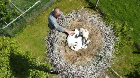 Čáp kroužkovaný v květnu 2022