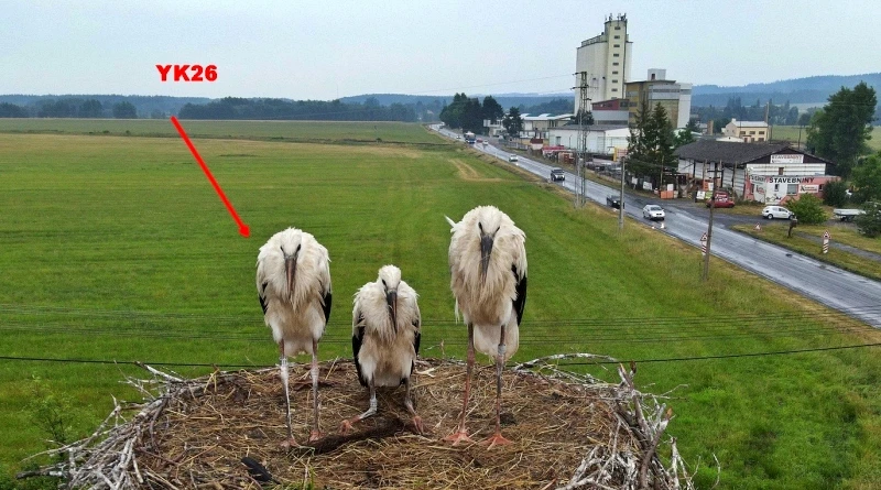 Čáp kroužkovaný v květnu 2022