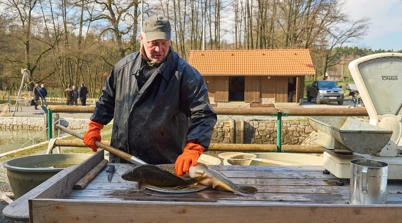 Prodej ryb na Košináři