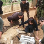 Odjezd lvic do Belgie