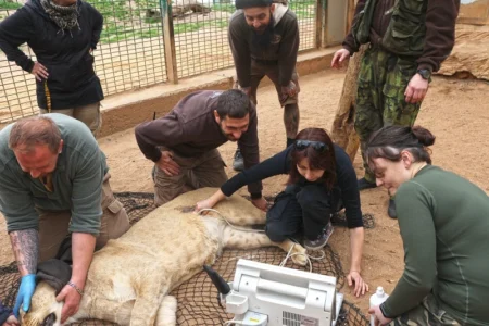 Odjezd lvic do Belgie