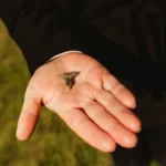 Polní nemocnice v Borském parku